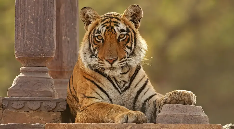 1755601588 68a45ab403db3