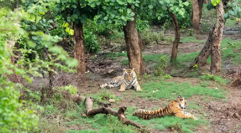 1756187003 68ad497bd6e1d