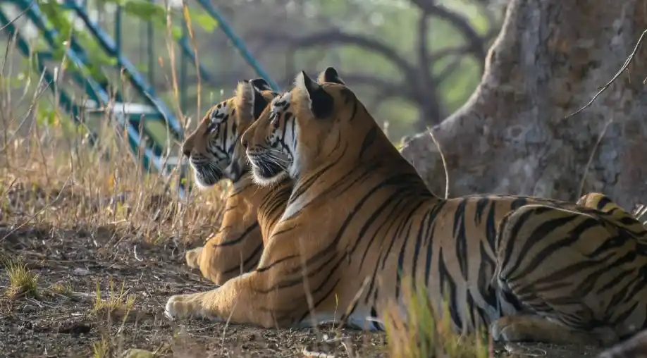 Ranthambore Tour Packages from Ahmedabad