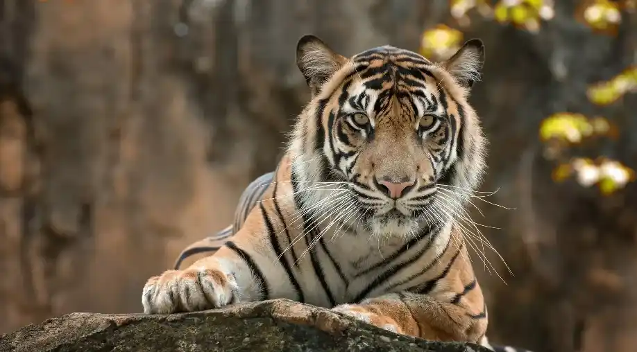 1757932052 68c7ea1450885