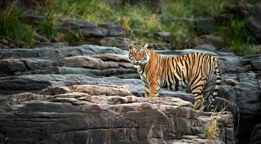 Ranthambore Tour Packages from Ayodhya