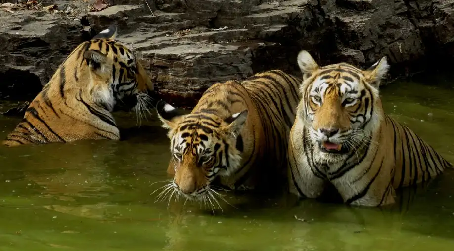 1757932263 68c7eae702993