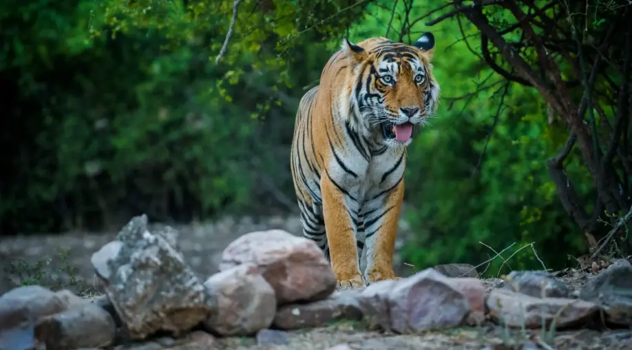 1757932530 68c7ebf291e44