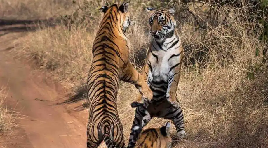 1758005592 68c909587fa5f