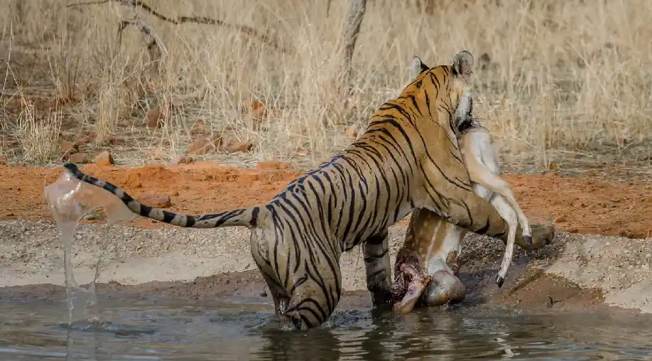 1758005629 68c9097dc1ba7