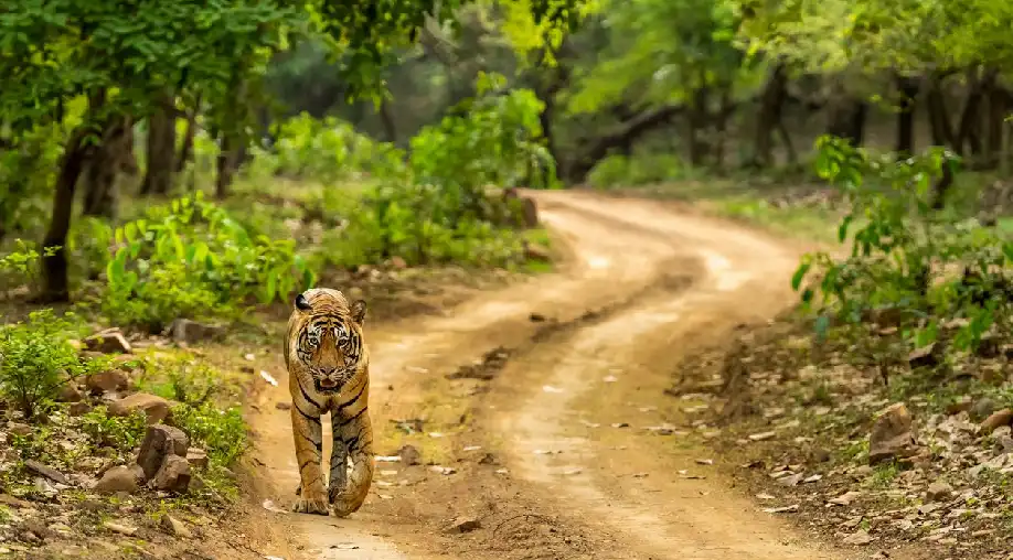 1758006086 68c90b464d29c