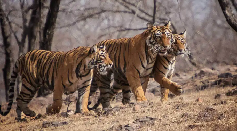 1758007077 68c90f251b59a