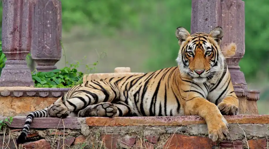 1758007427 68c91083406c7