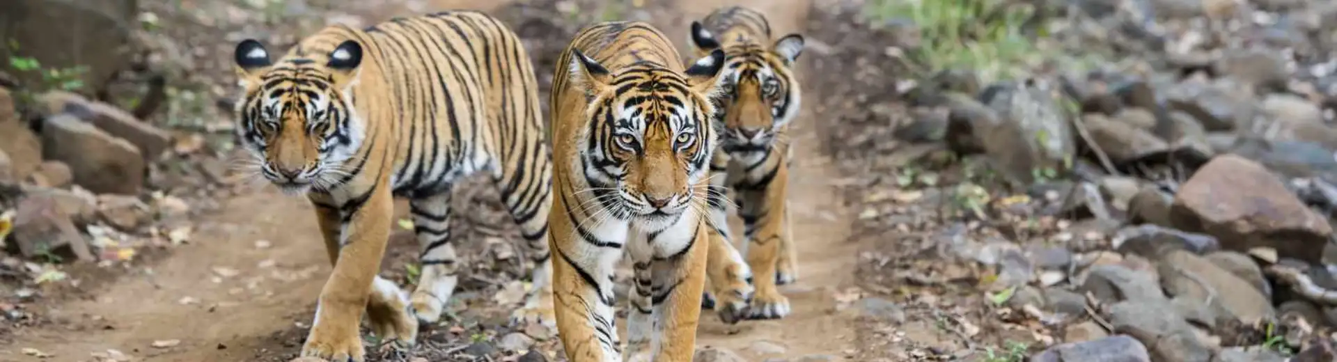 5 Days Rajasthan Tour Package