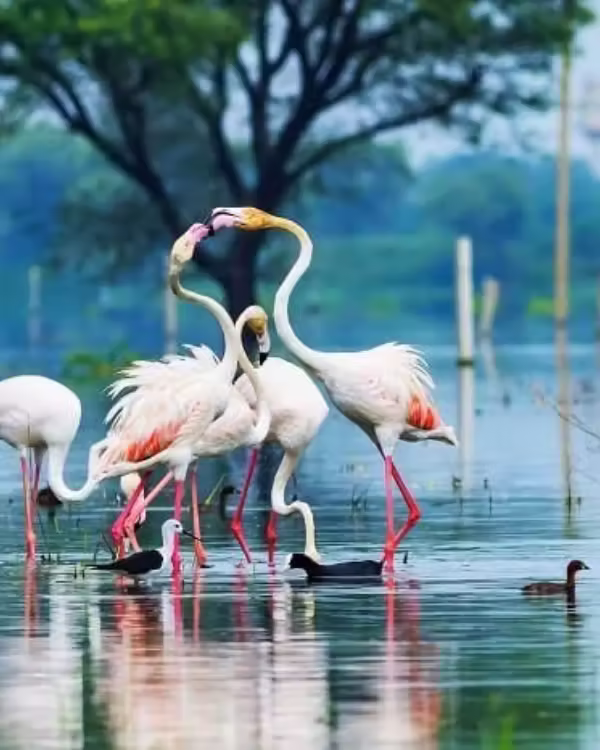 Bharatpur