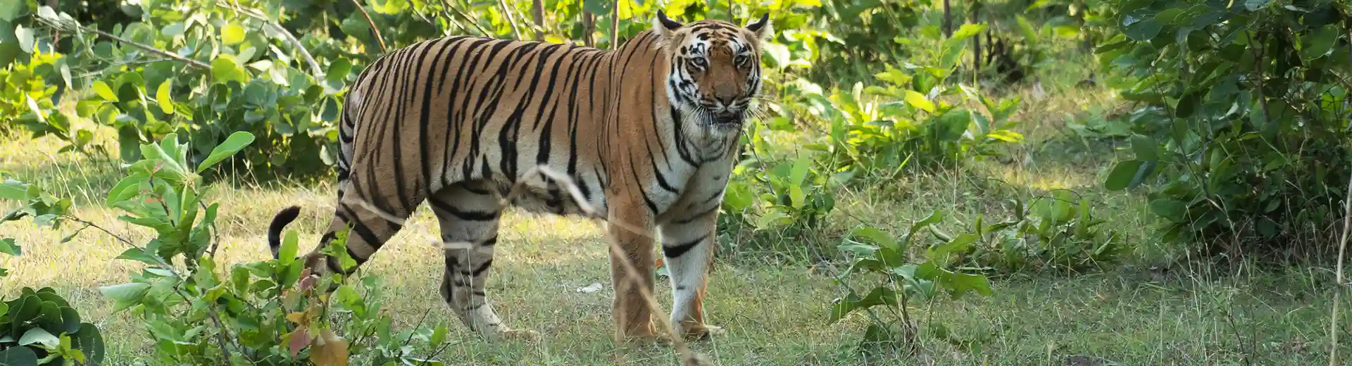 Golden Triangle Tour With Bandhavgarh