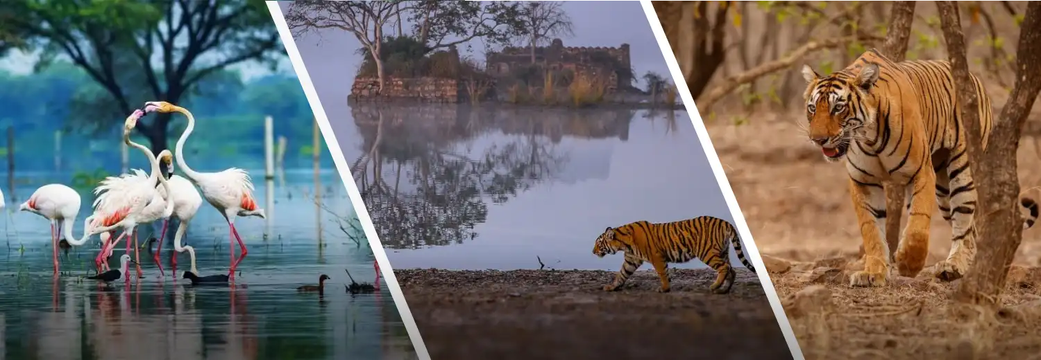 Rajasthan Wildlife Tour