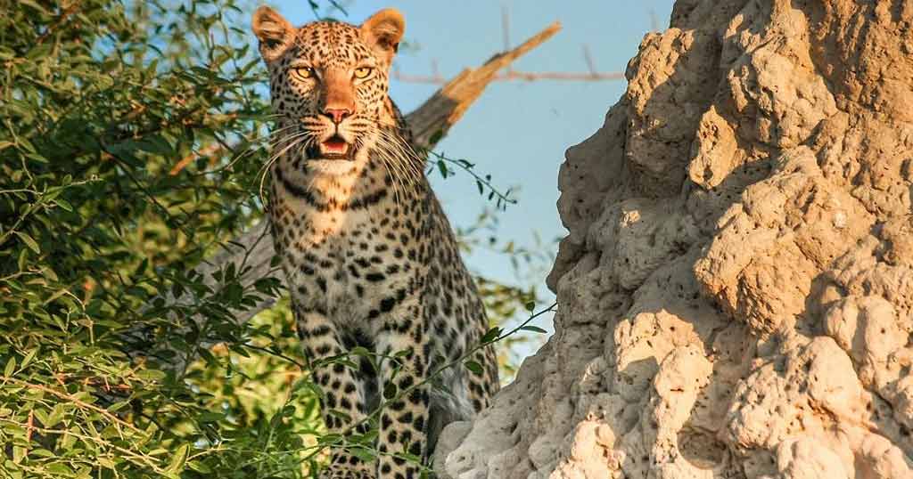 jhalana-leopard-conservation-reserve