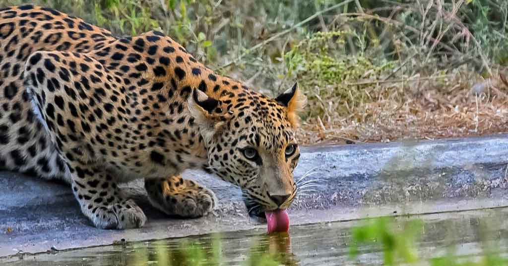 jhalana-leopard-safari