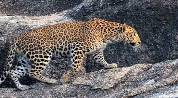 leopard-safari-in-jawai