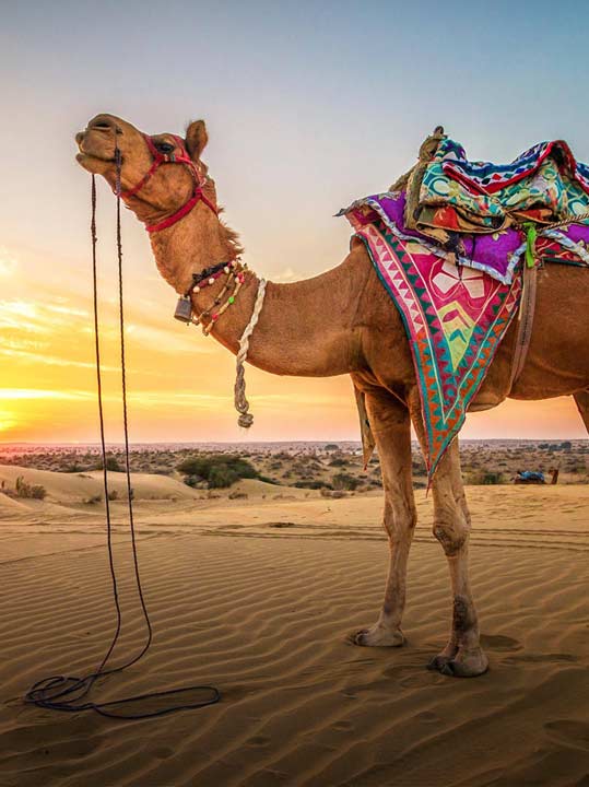 Jaisalmer Sightseeing Tour Package