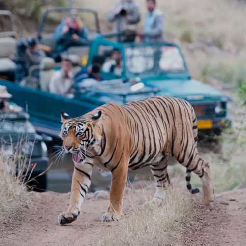Jaipur to Ranthambore Taxi